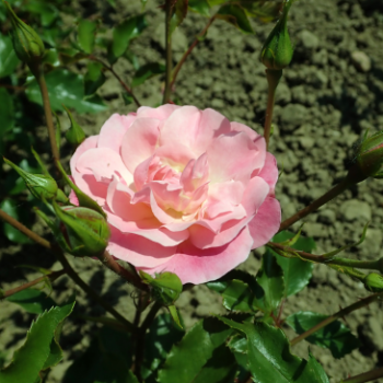 Rosa 'Maxi Vita'® adr 2000 (='korfeining'®)  Plant O fix 