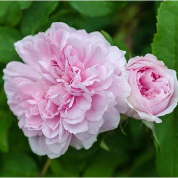 Rosa 'Novalis'® adr®  Racine nue 