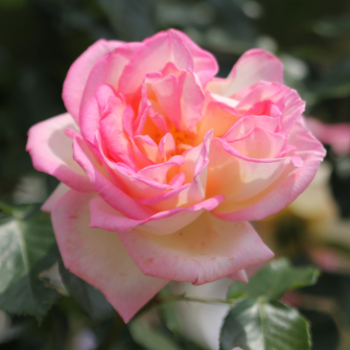 Rosa 'Princesse de Monaco'® ( 'meimagarmic'®) Tige / haute Tige Cont. 