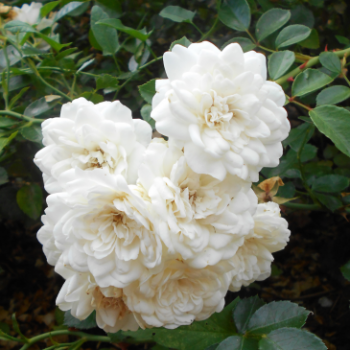 Rosa 'Swany'® (= 'meiburenac'®)  Cont. 