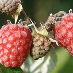 Rubus id. 'Zefa Herbsternte'  Cont. 