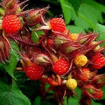 Rubus phoenicolasius  Cont. 