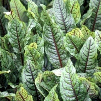 Rumex sanguineus  Mand ø18 