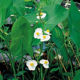 Sagittaria latifolia  Mand ø18 