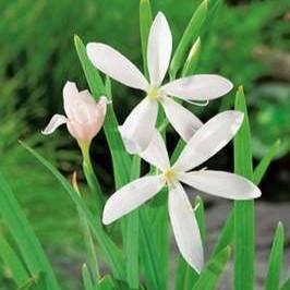 Schizostylis cocc. 'Alba'  Pot 9 Aquatique 