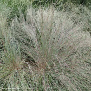 Schizachyrium scoparium (=andropogon scoparius)  Pot 9 