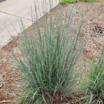 Schizachyrium scop. 'Blue Heaven'®  Pot 9 