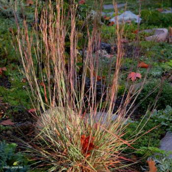 Schizachyrium scop. 'Prairie Blues'  Pot 9 