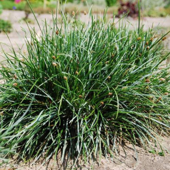 Sesleria sadleriana  Pot 9 