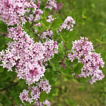 Syringa meyeri 'Palibin' 0.30 à 0.40 m Cont. 