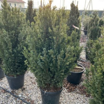 Taxus media 'Hicksii' 0.80 à 1 m CT 35 litres Bonsaï 