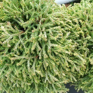 Thuja occ. 'Golden Tuffet' 0.20 à 0.25 m CT 