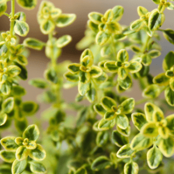 Thymus citr. 'Variegatus'  Pot 9 