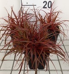 Uncinia rubra 'Everflame'  CT 3 litres 