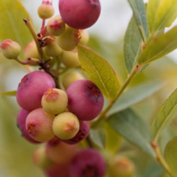 Vaccinium cor. 'Pink Berry'® BUISSON Cont. 