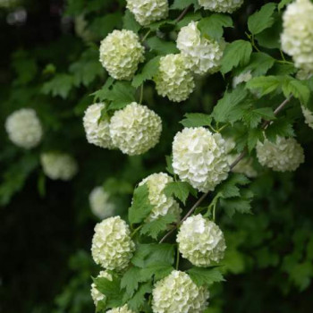 Viburnum op. 'Roseum' (=sterile) 1.5 à 1.75 m CT 20 litres 