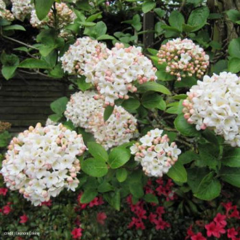 Viburnum 'Eskimo' Demi-tige en 90 CT 7,5 litres 