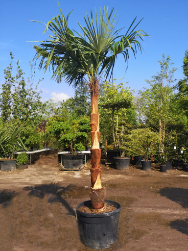 Savoir dénuder un stipe de palmier trachycarpus