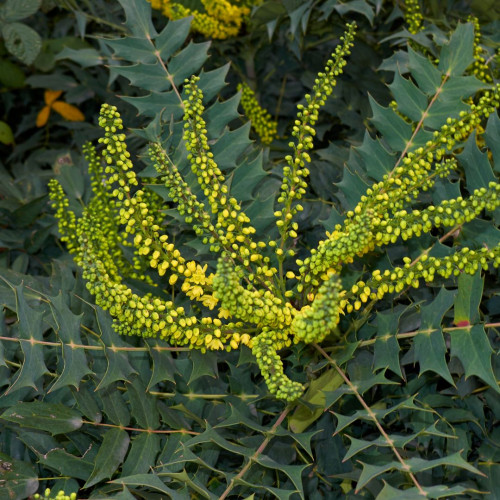 LE MAHONIA 